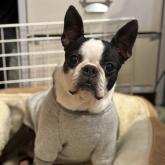 ボストンテリア