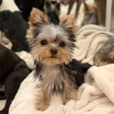 ヨークシャーテリア