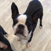 ボストンテリア