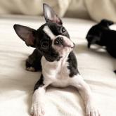 ボストンテリア