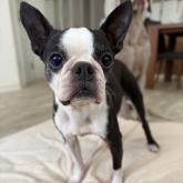 ボストンテリア