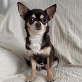 チワワ(スムース)