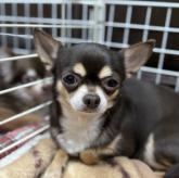 チワワ(スムース)