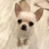 チワワ(スムース)