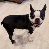 ボストンテリア