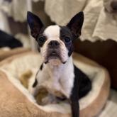 ボストンテリア