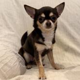 チワワ(スムース)