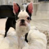 ボストンテリア