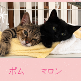 雑種
