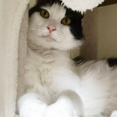 雑種