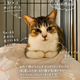 雑種