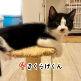 雑種