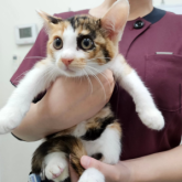 雑種