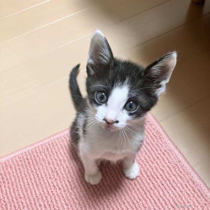 猫の里親募集】京都府・雑種・生後2ヶ月元気いっぱいな子猫 テンテンくん（ID:2405-00817）｜ハグー -みんなのペット里親情報