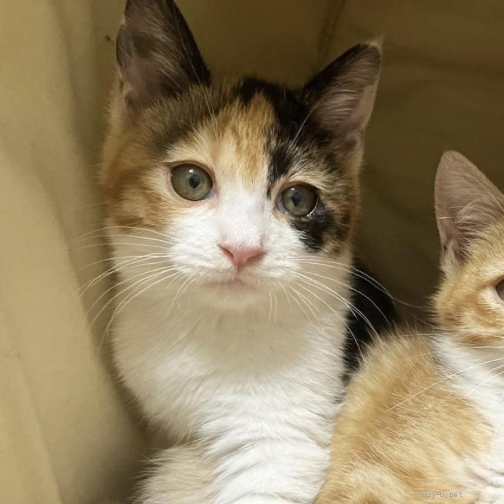 猫の里親募集】京都府・雑種・2ヶ月半子猫 王道な三毛猫女子👑 （ID