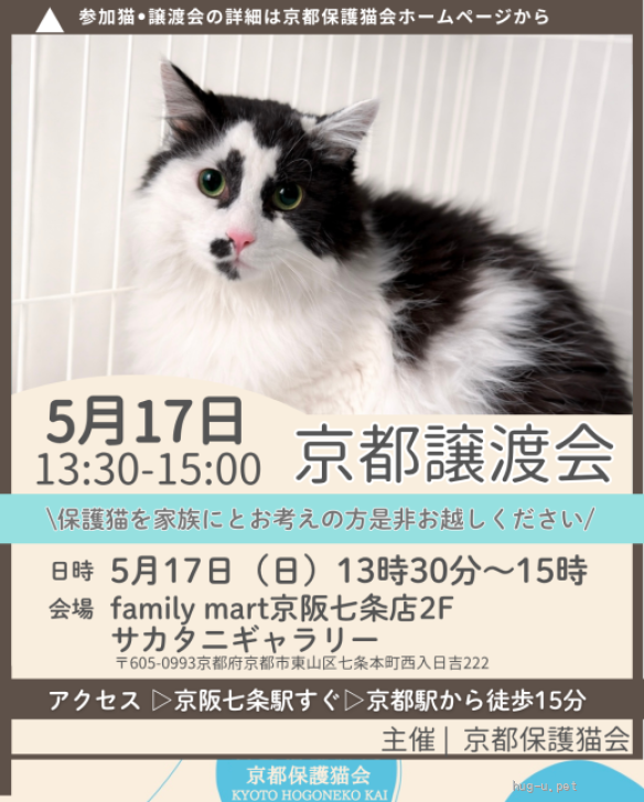 猫の里親募集】大阪府・雑種・とーってもビビリニャンコのトッポちゃん