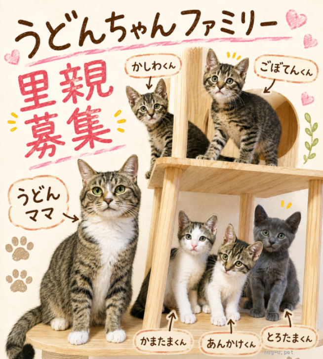 猫の里親募集】京都府・雑種・月7日京都譲渡会参加/かしわくん 人馴