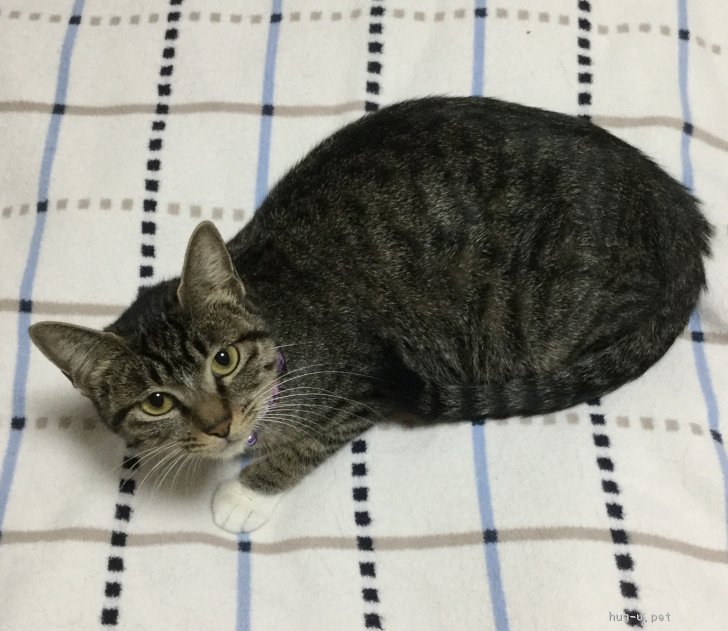 猫の里親募集 東京都 雑種 いたずらしないおとなしい猫 ハグー みんなのペット里親情報 Id 1811