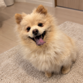 ポメラニアン