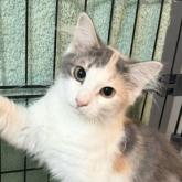ノルウェージャンフォレストキャット