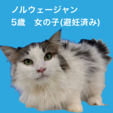 ノルウェージャンフォレストキャット
