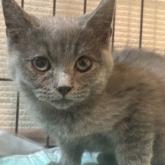 ブリティッシュショートヘア