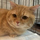 スコティッシュフォールド