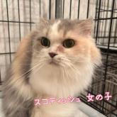 スコティッシュフォールド