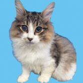 ノルウェージャンフォレストキャット