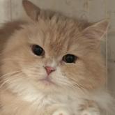 スコティッシュフォールド