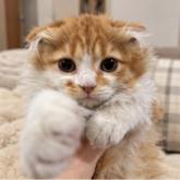 スコティッシュフォールド
