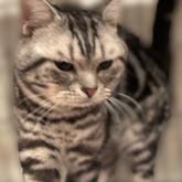 アメリカンショートヘア