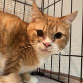 スコティッシュフォールド