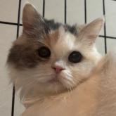 スコティッシュフォールド