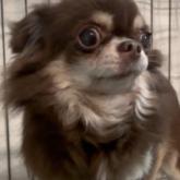 チワワ(ロング)