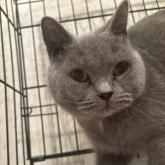 ブリティッシュショートヘア