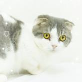 スコティッシュフォールド