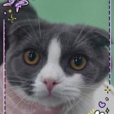 スコティッシュフォールド