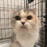 スコティッシュフォールド