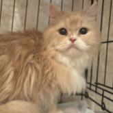 スコティッシュフォールド