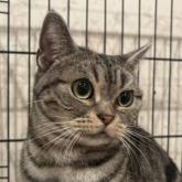 アメリカンショートヘア