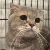 スコティッシュフォールド