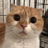 スコティッシュフォールド