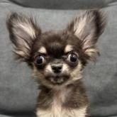 チワワ(ロング)