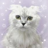 スコティッシュフォールド