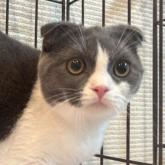 スコティッシュフォールド