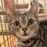 アメリカンショートヘア