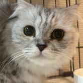 スコティッシュフォールド