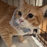 スコティッシュフォールド