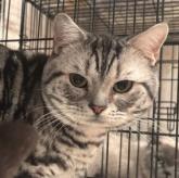 アメリカンショートヘア